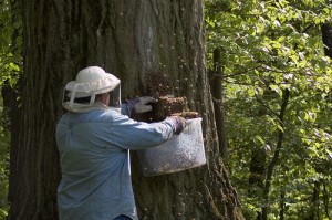 Bee Removal