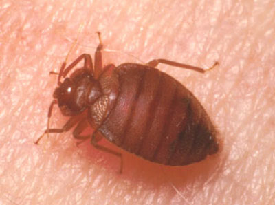 Bed Bugs